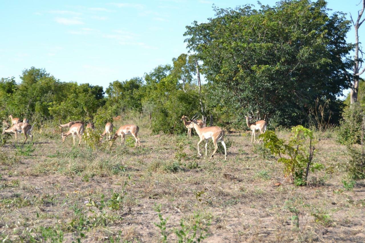 Chobe Sunset Chalets Lesoma Экстерьер фото
