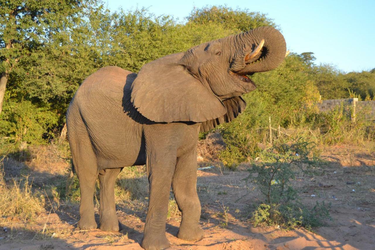 Chobe Sunset Chalets Lesoma Экстерьер фото